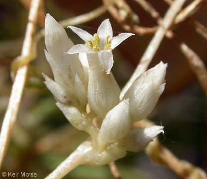 Cuscuta subinclusa — search result for 'Cuscuta'