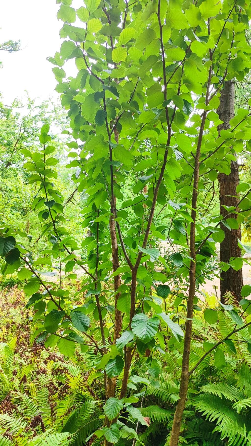 Betula michauxii habit