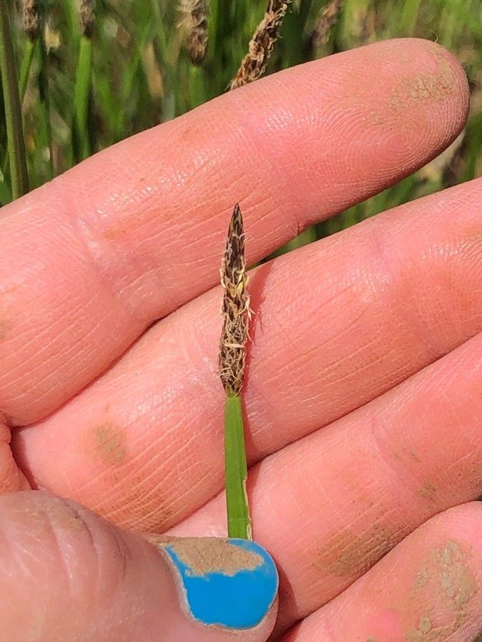 Eleocharis compressa fruit