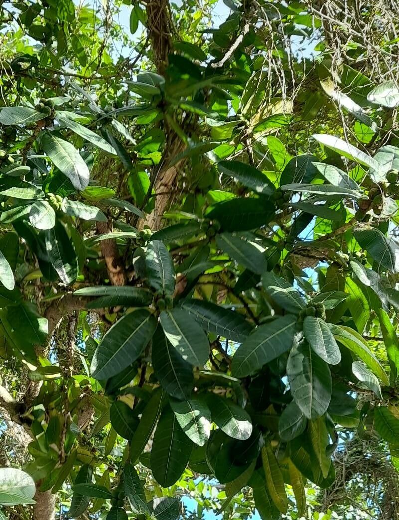 Ficus insipida — search result for 'Ficus'