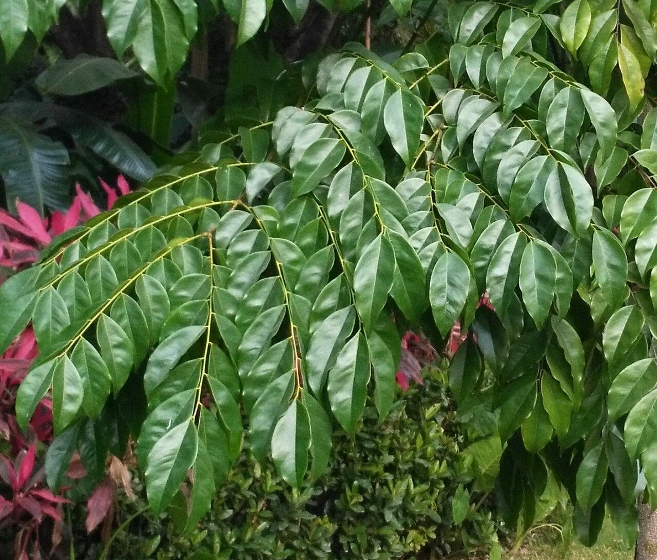 Pterocarpus indicus