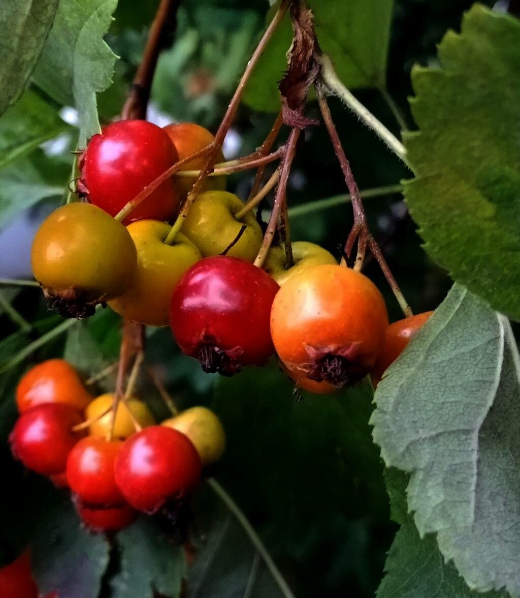 Crataegus persimilis fruit