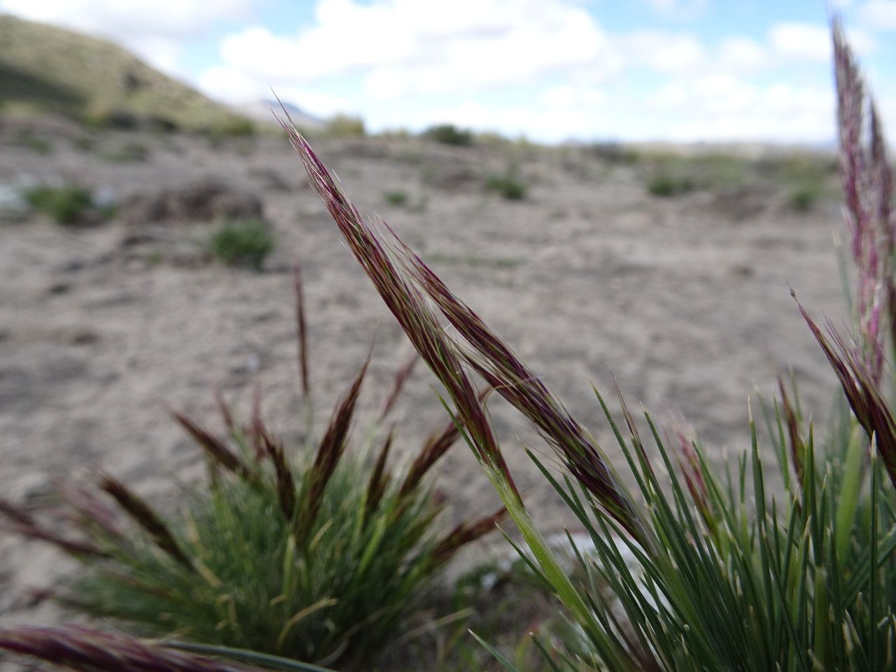 Aristida adscensionis flower