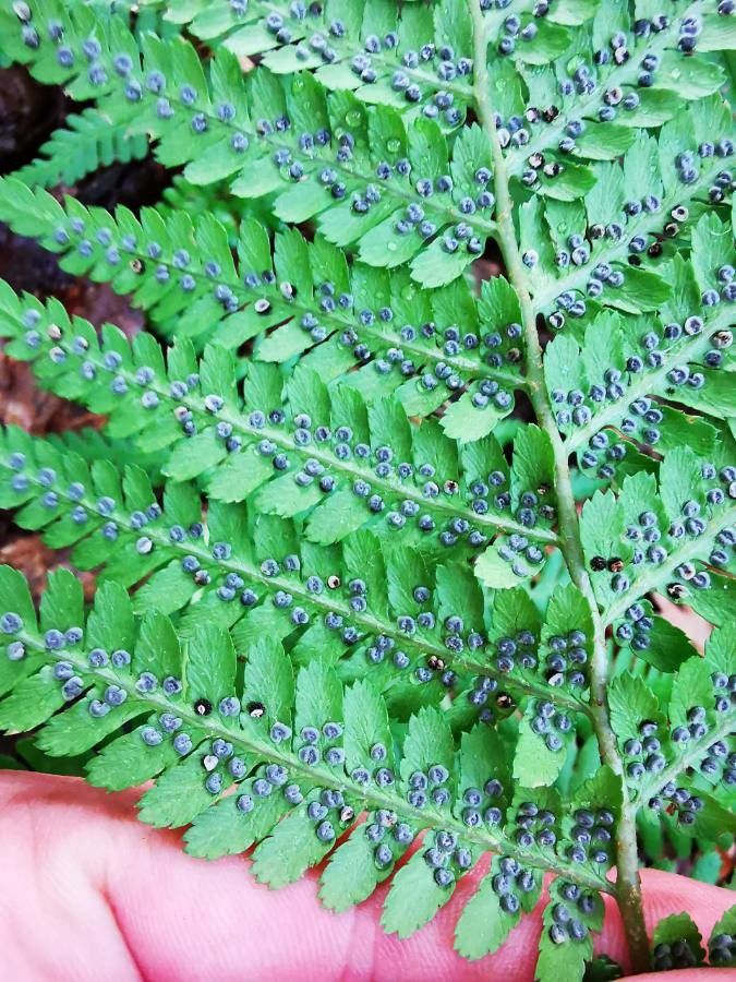 Dryopteris marginalis fruit