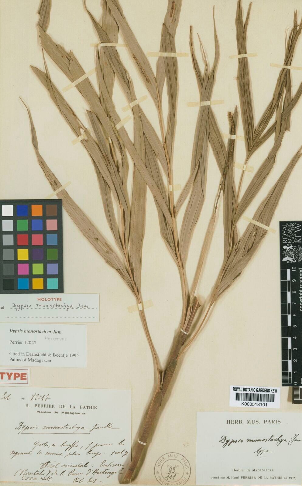 Dypsis monostachya — houseplant care guide