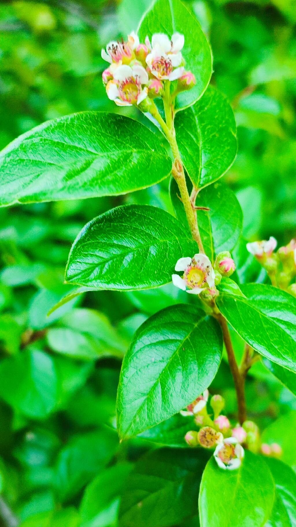 Cotoneaster vandelaarii flower