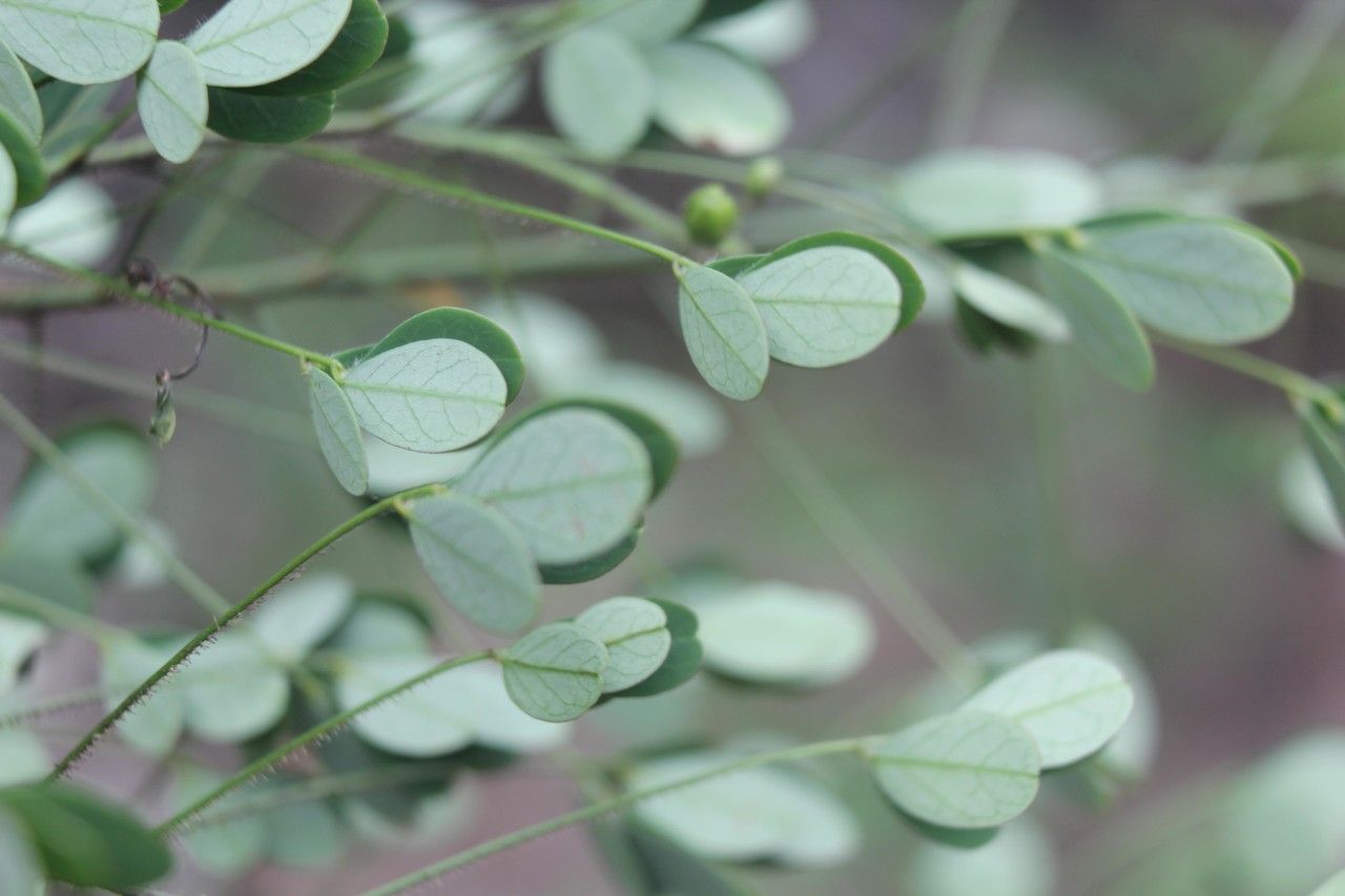 Wedelia fruticosa fruit