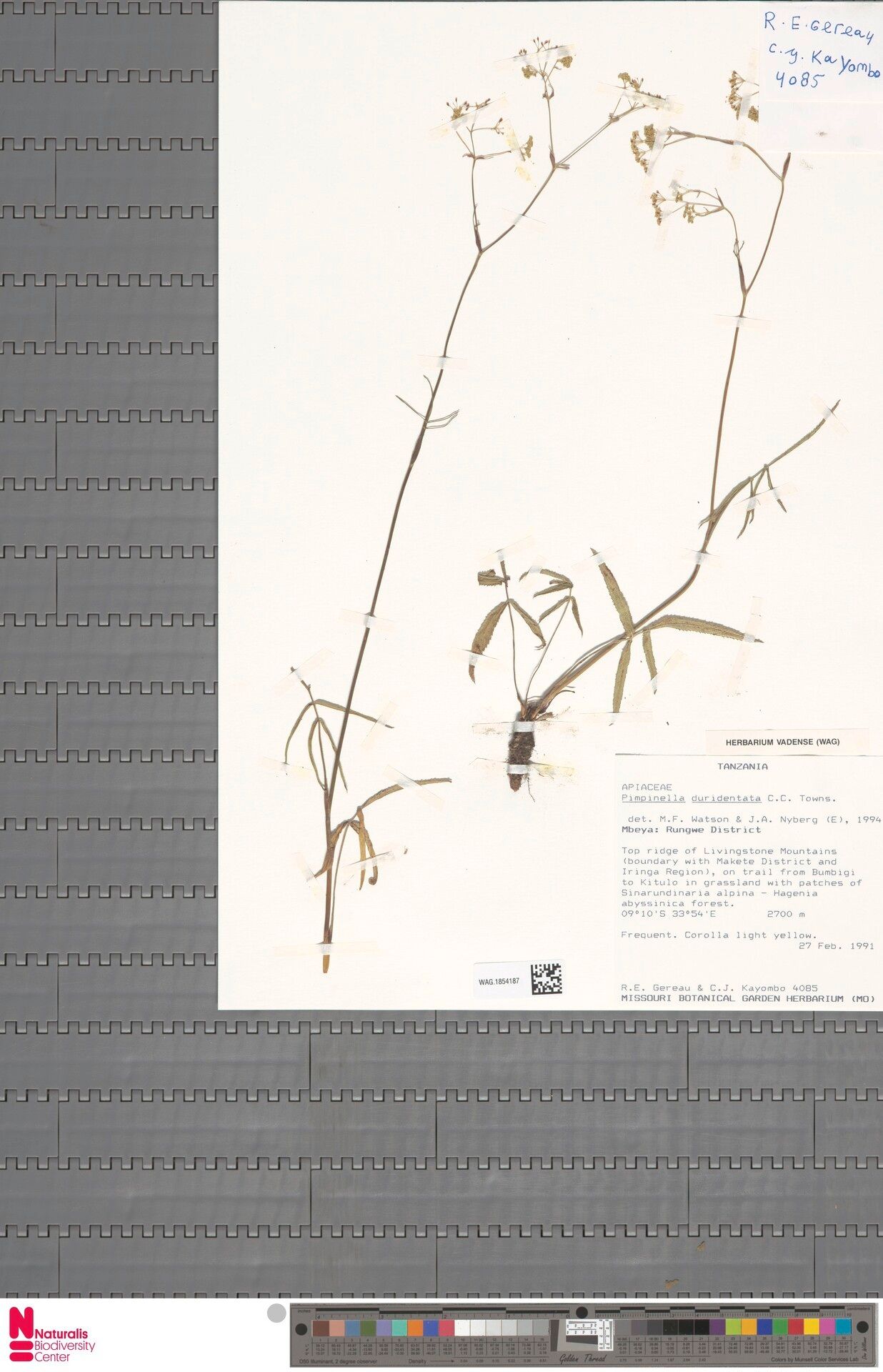 Pimpinella favifolia — search result for 'Pimpinella'