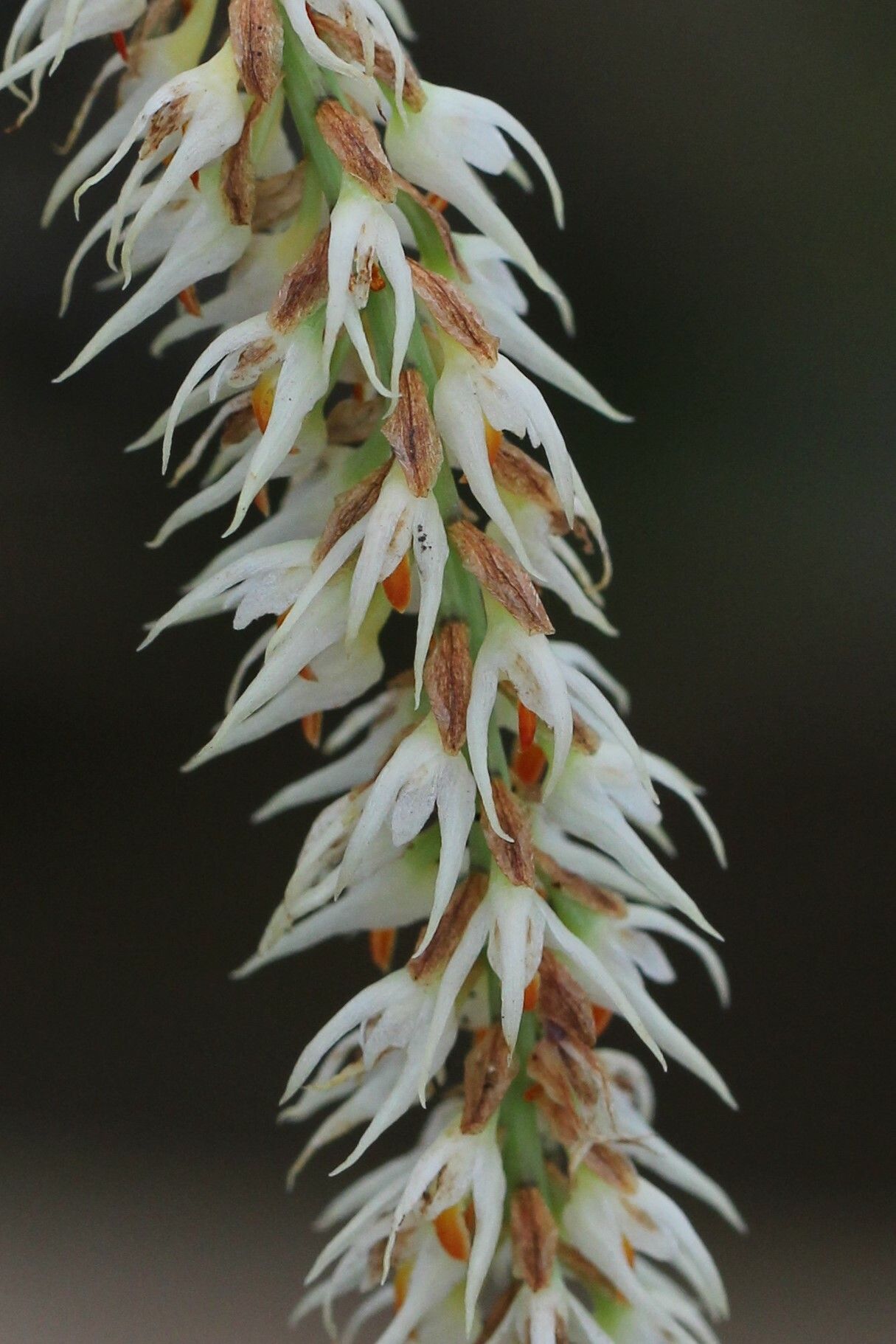 Bulbophyllum josephi flower
