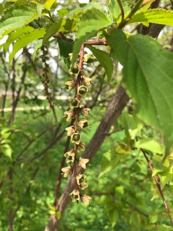 Stachyurus praecox fruit