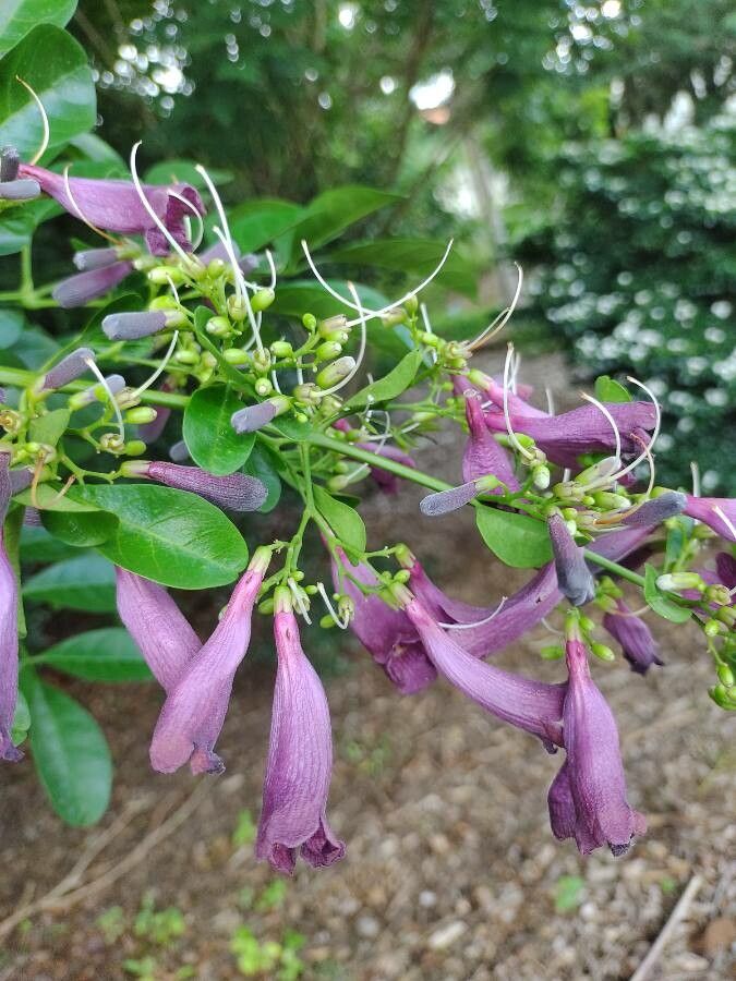 Jacaranda obovata flower