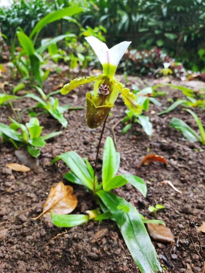 Paphiopedilum spicerianum other