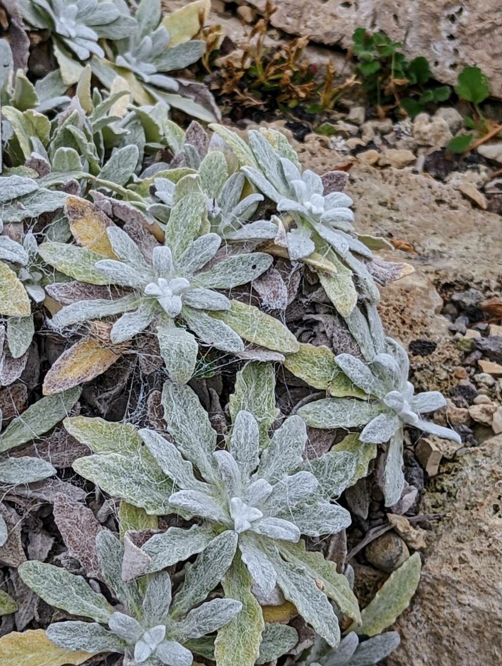 Salvia canescens leaf