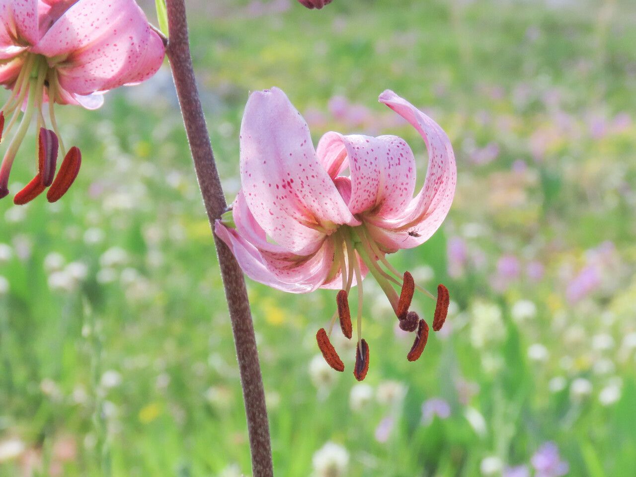 Lilium martagon flower