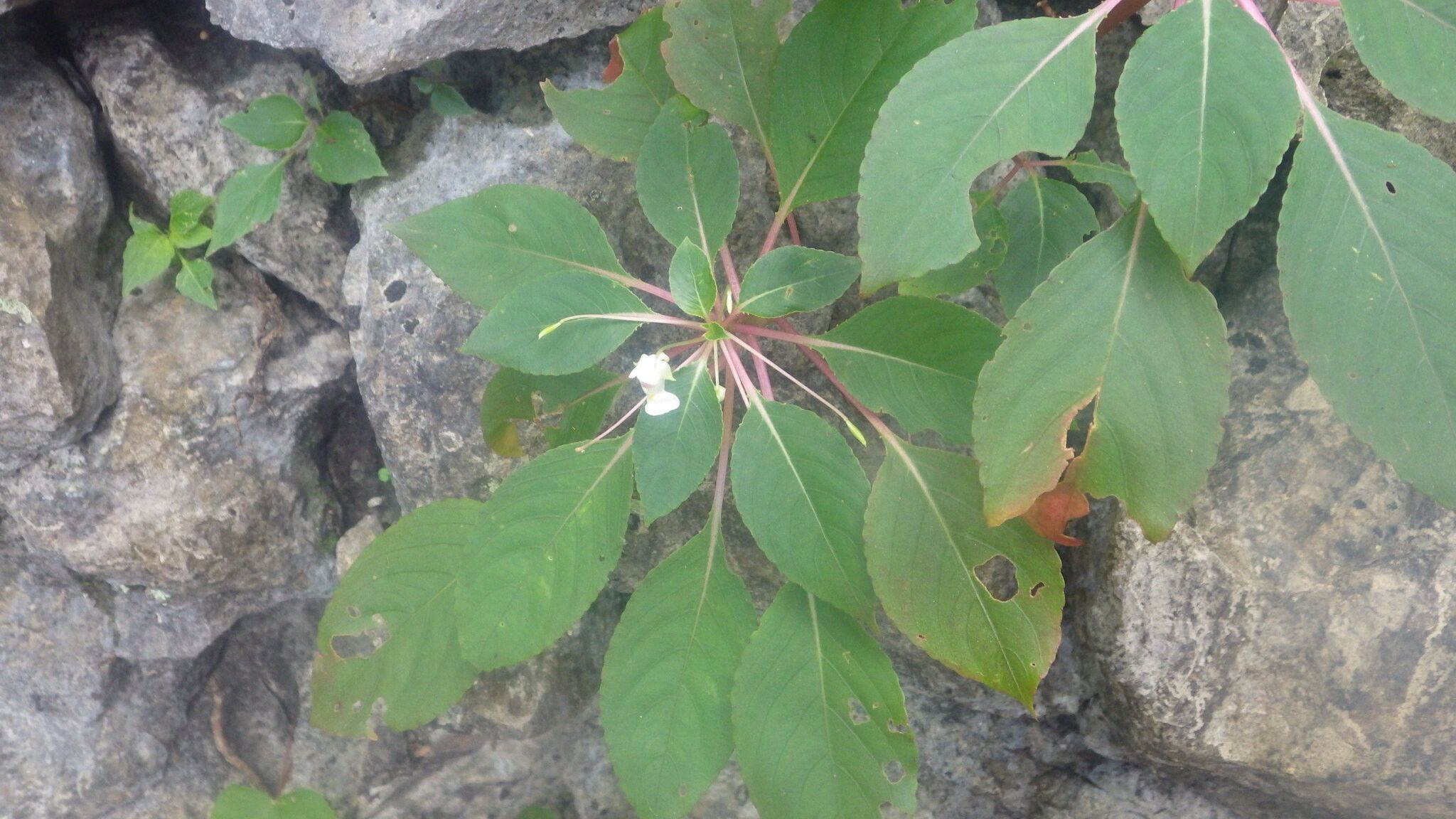 Impatiens barthlottii habit