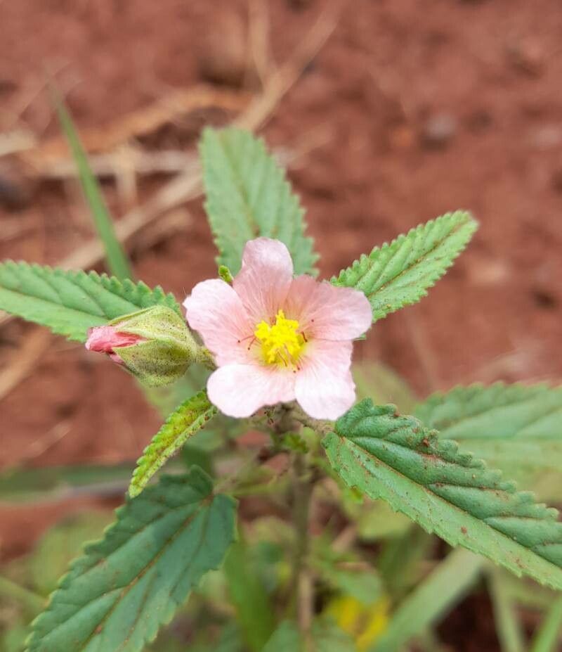 Sida dubia — houseplant care guide