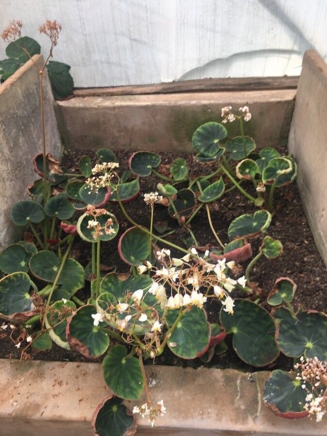 Begonia itaguassuensis habit