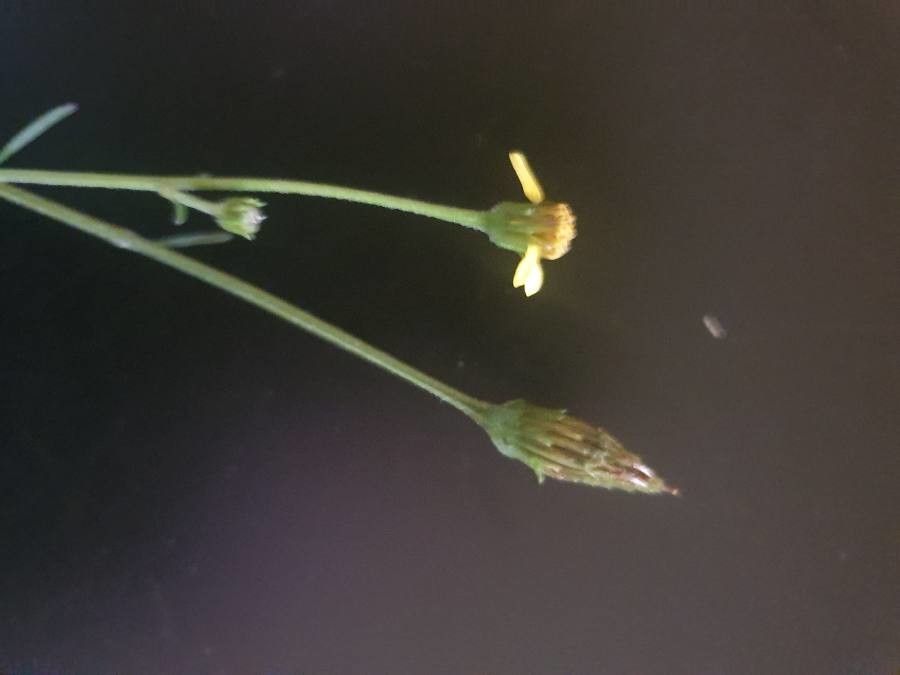 Bidens hildebrandtii flower