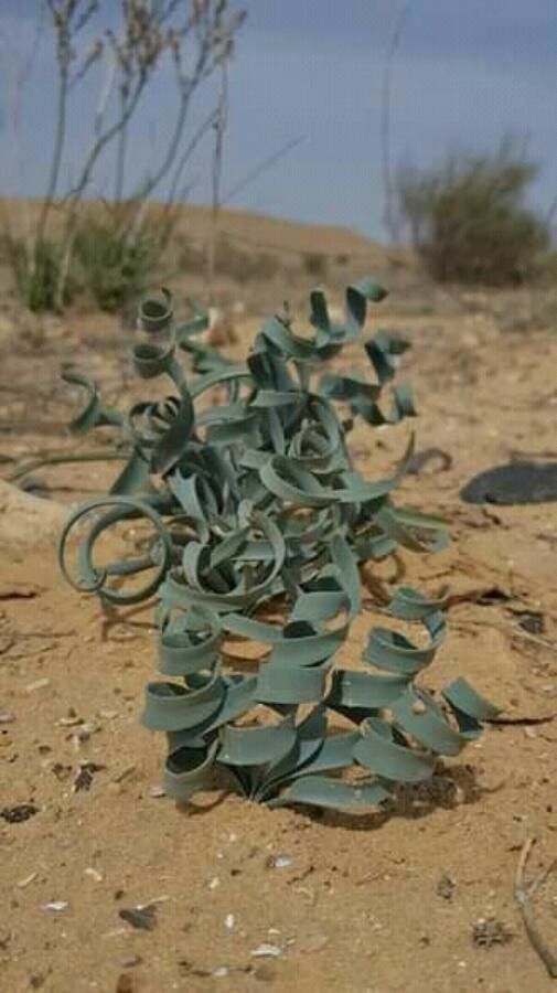 Pancratium sickenbergeri leaf