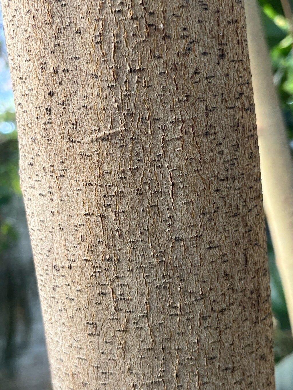 Elaeodendron australe bark