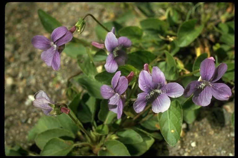 Viola adunca habit