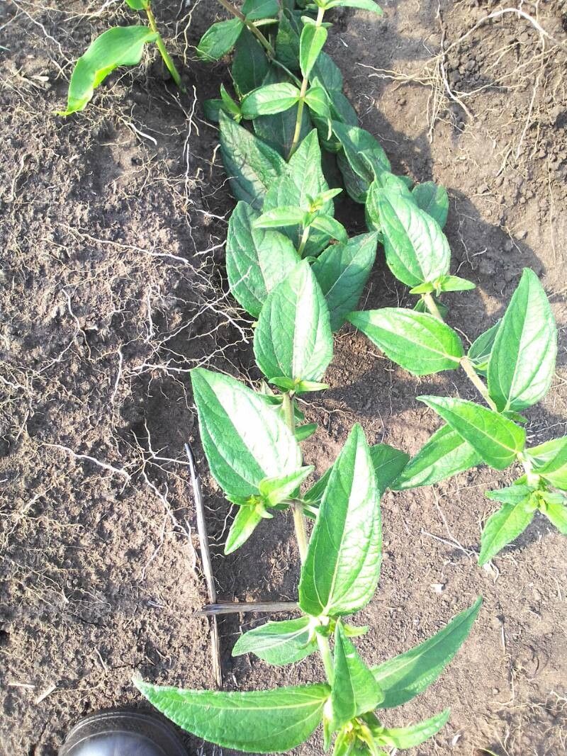 Aspilia ciliata — search result for 'Aspilia'