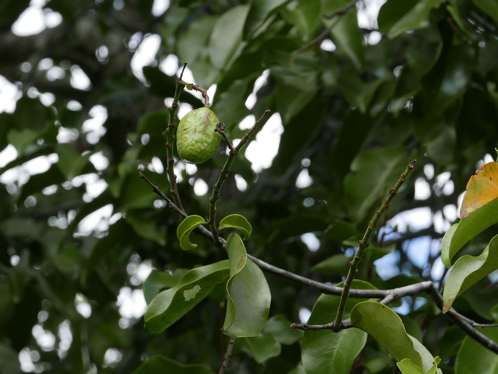 Hirtella thouarsiana — houseplant care guide