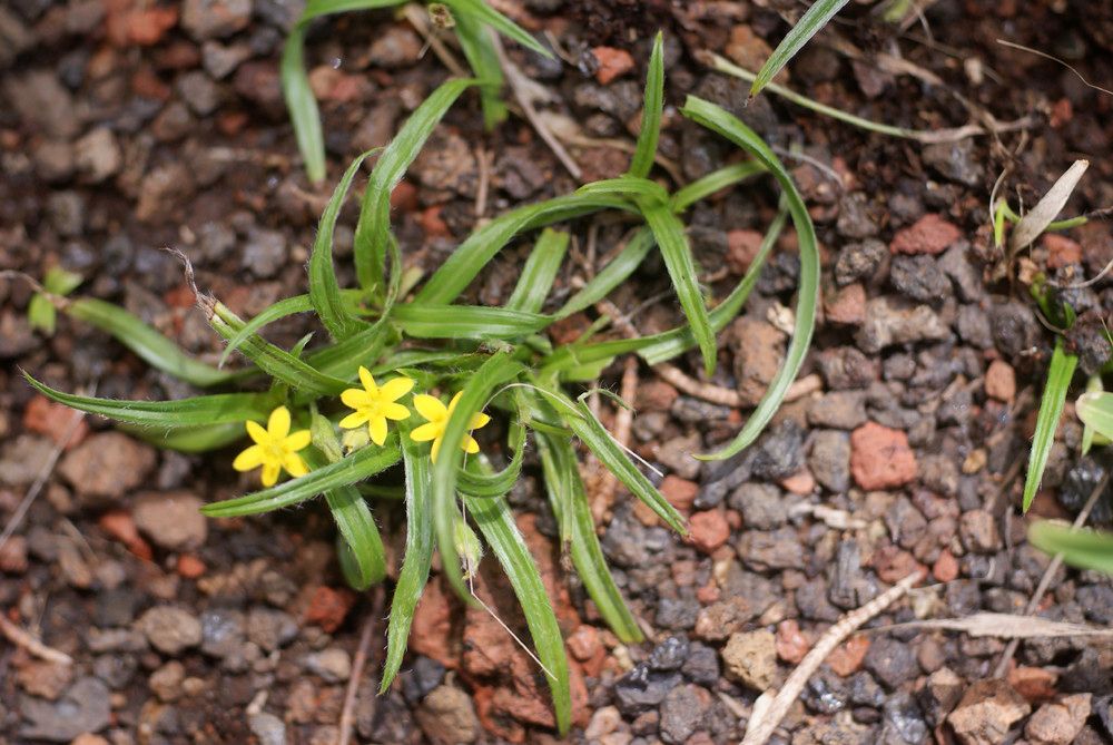 Hypoxis angustifolia habit