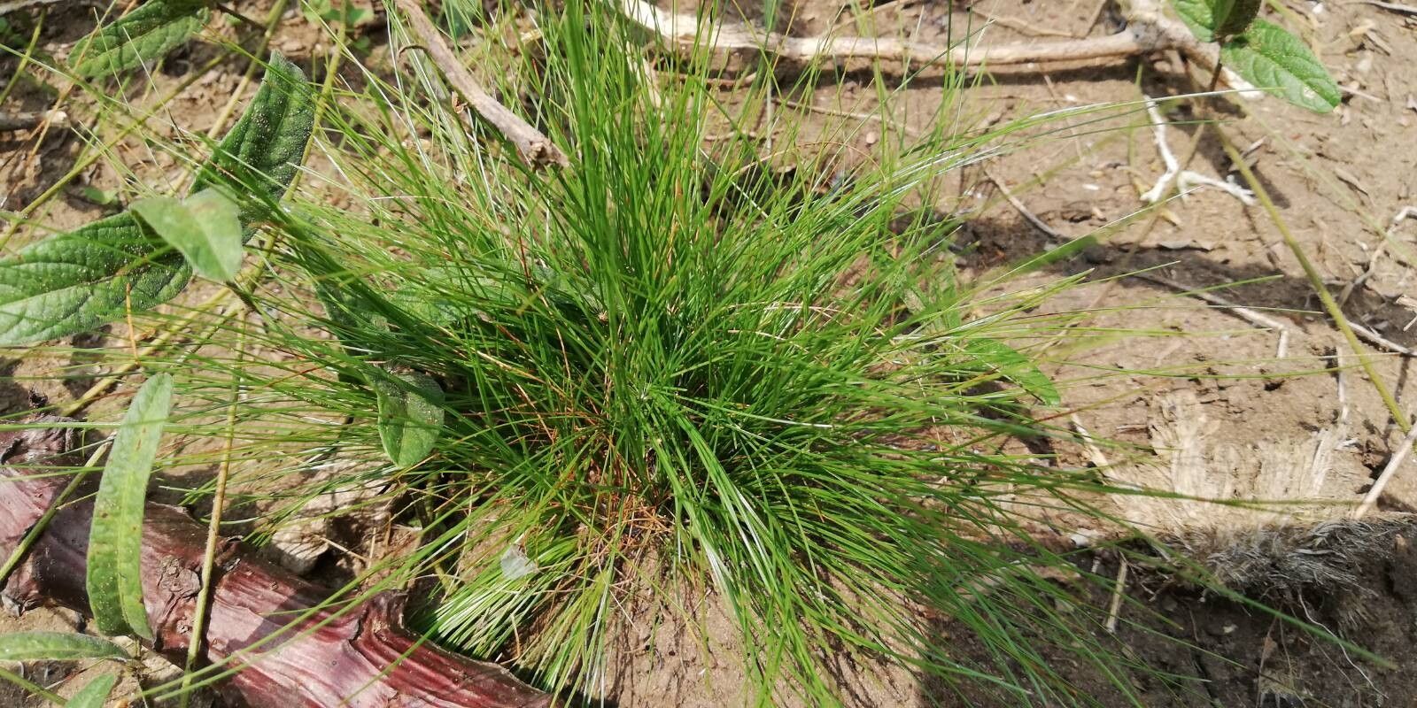 Bulbostylis laniceps — houseplant care guide