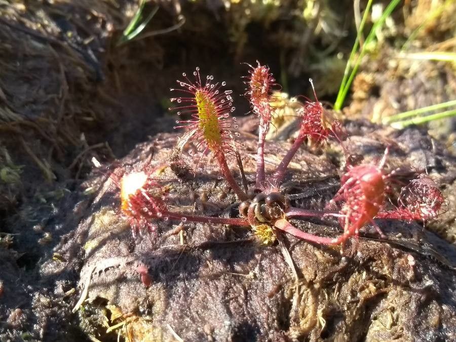 Drosera anglica flower