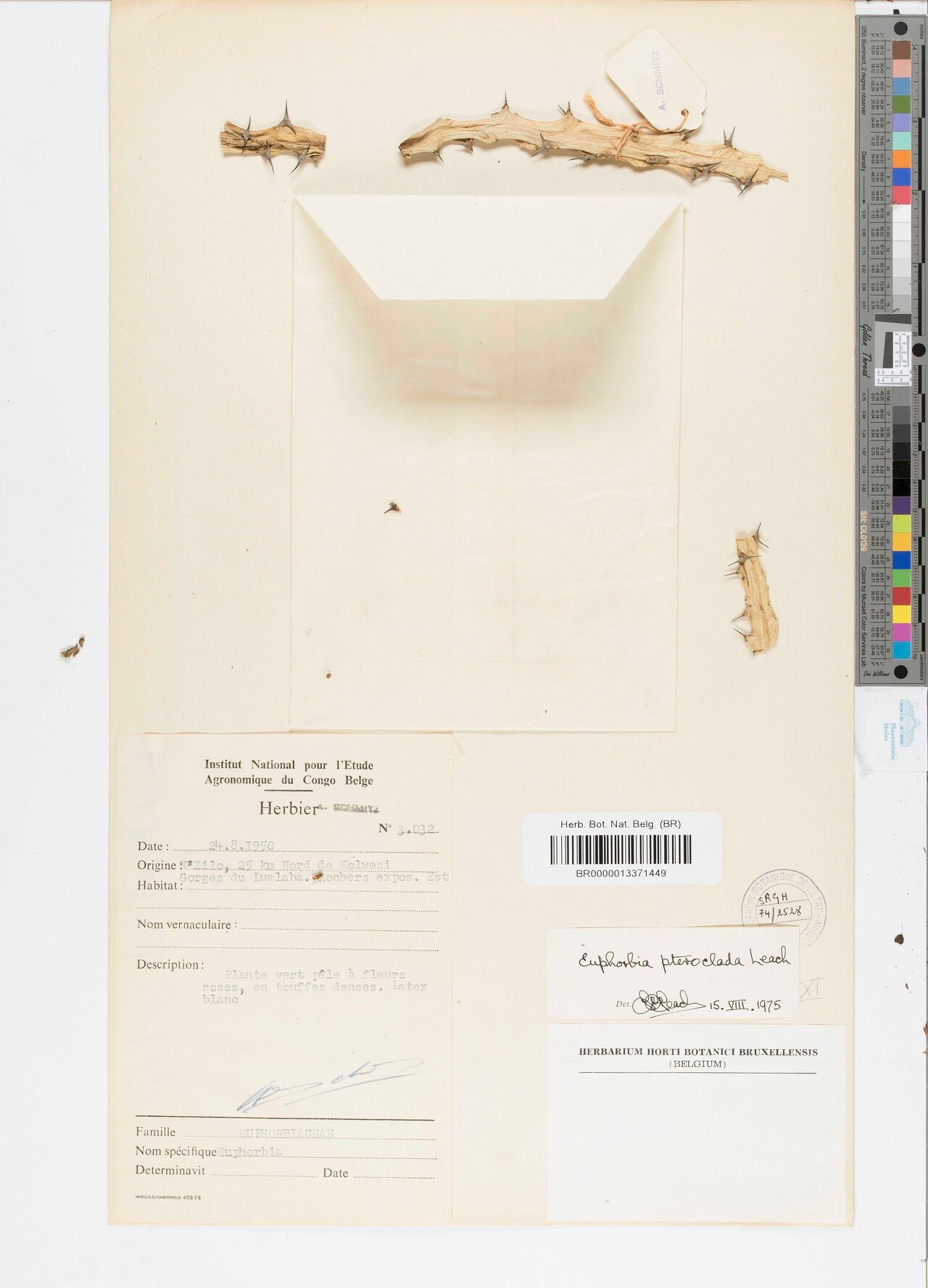 Euphorbia pteroclada — houseplant care guide