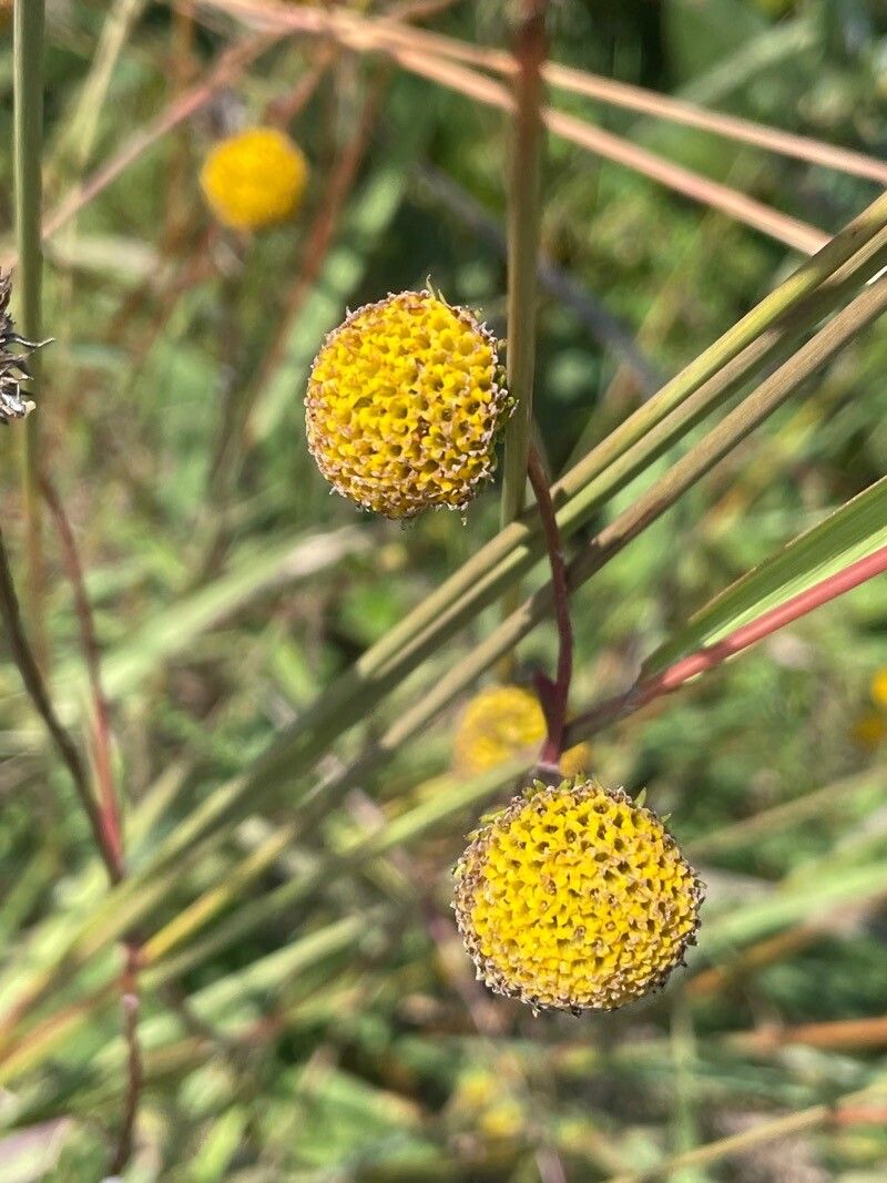Helenium puberulum flower