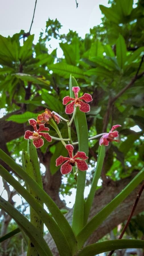 Vanda limbata flower