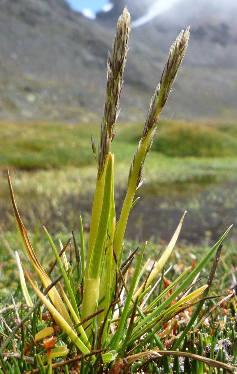 Cinnagrostis rigescens habit