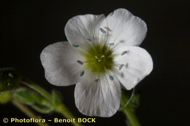 Arenaria hispanica flower
