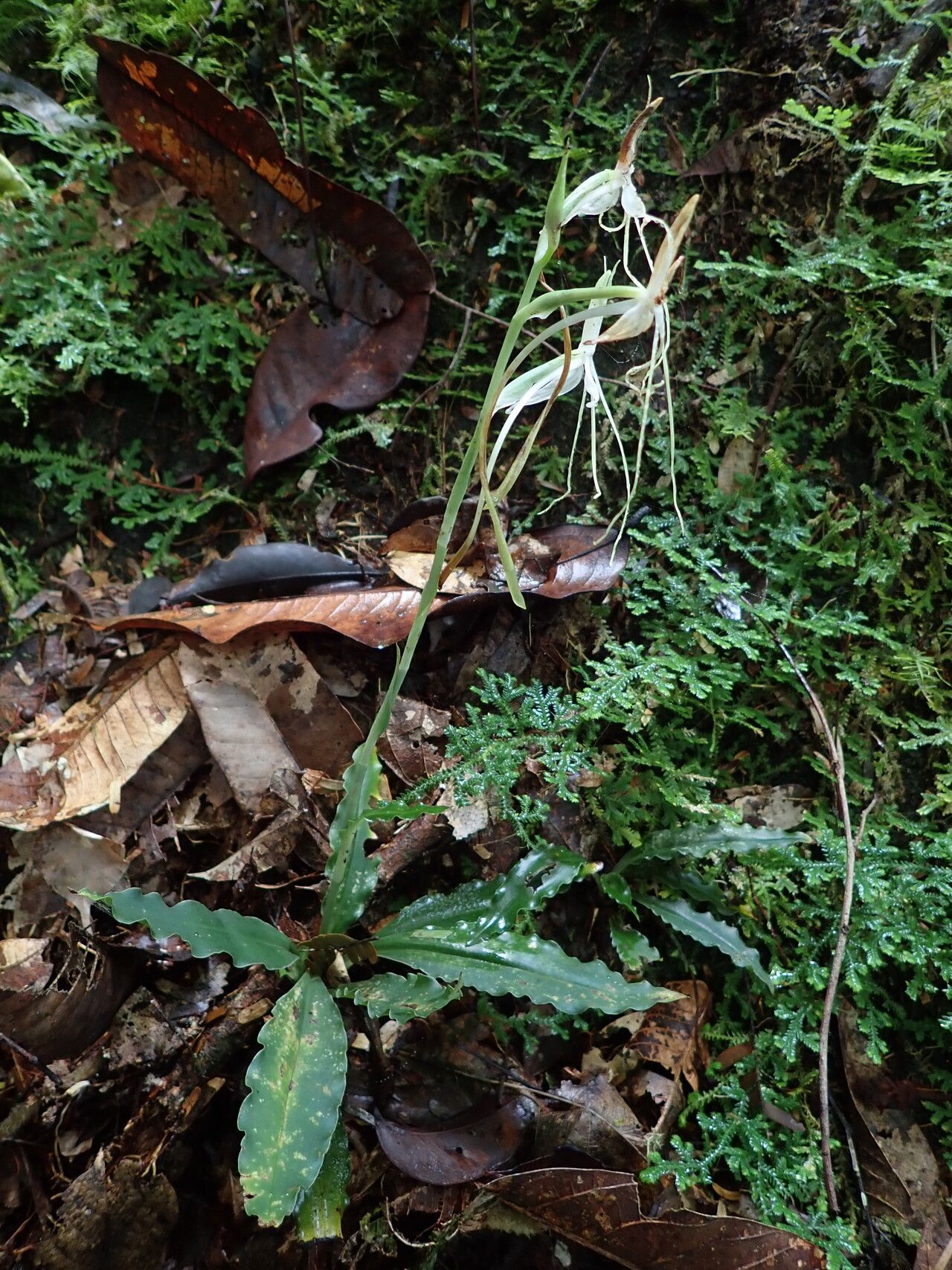 Habenaria macrandra habit
