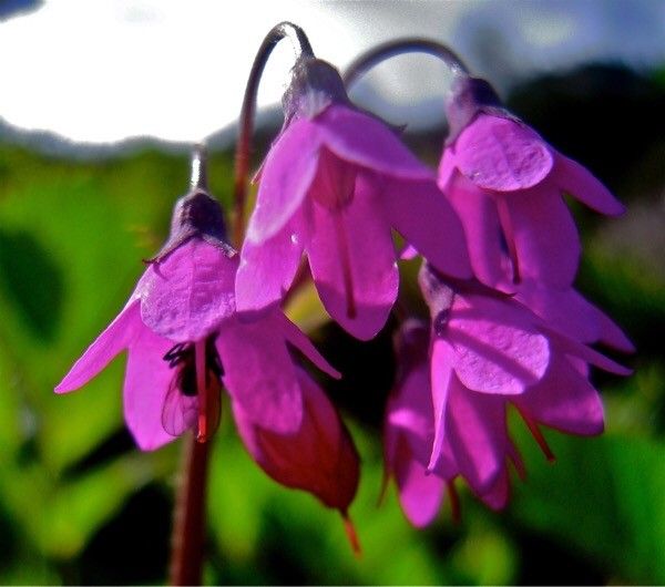 Primula matthioli fruit