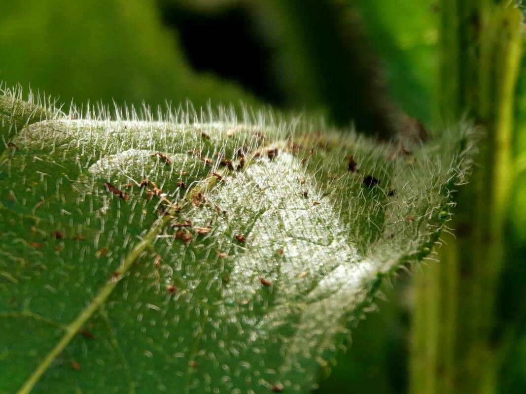 Clidemia capitellata — related species from the same genus