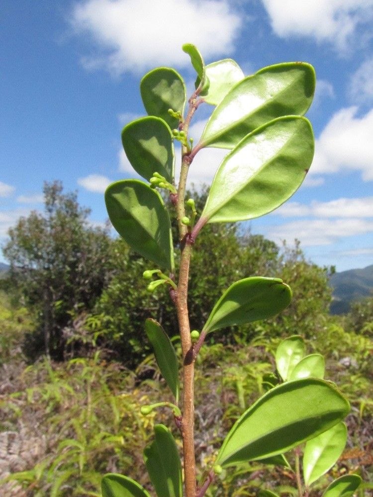 Xylosma bernardianum habit