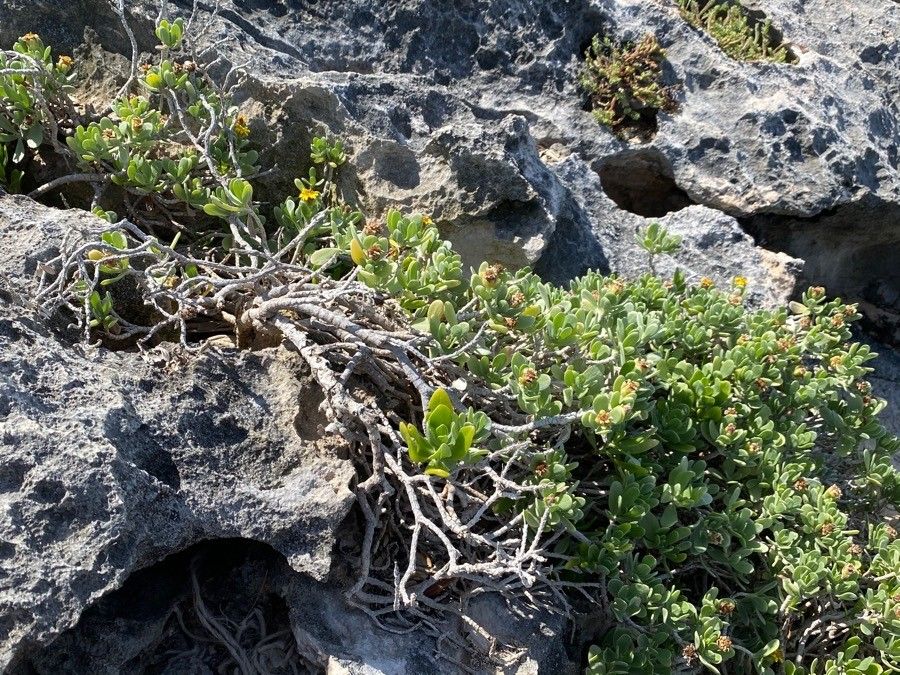 Borrichia arborescens — search result for 'Bahamas'