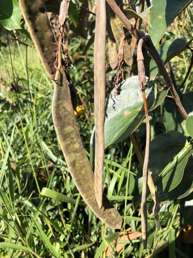 Bauhinia holophylla fruit