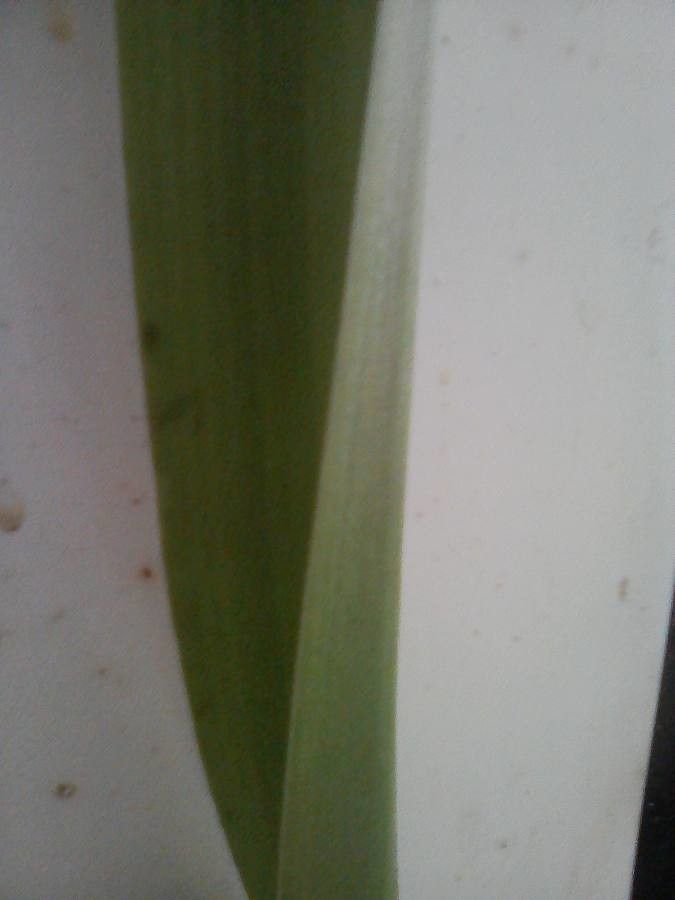 Ornithogalum campanulatum — search result for 'Ornithogalum'