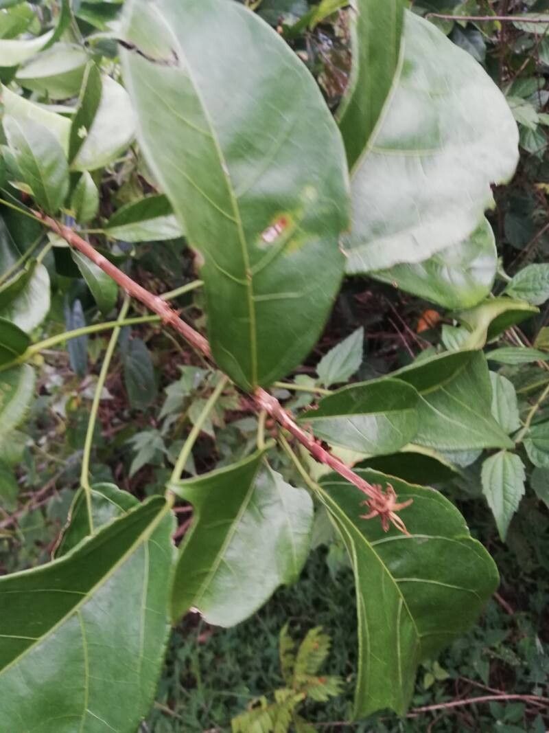 Cola gabonensis leaf