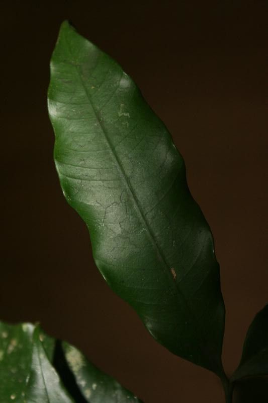 Tabernaemontana undulata — search result for 'Tabernaemontana'