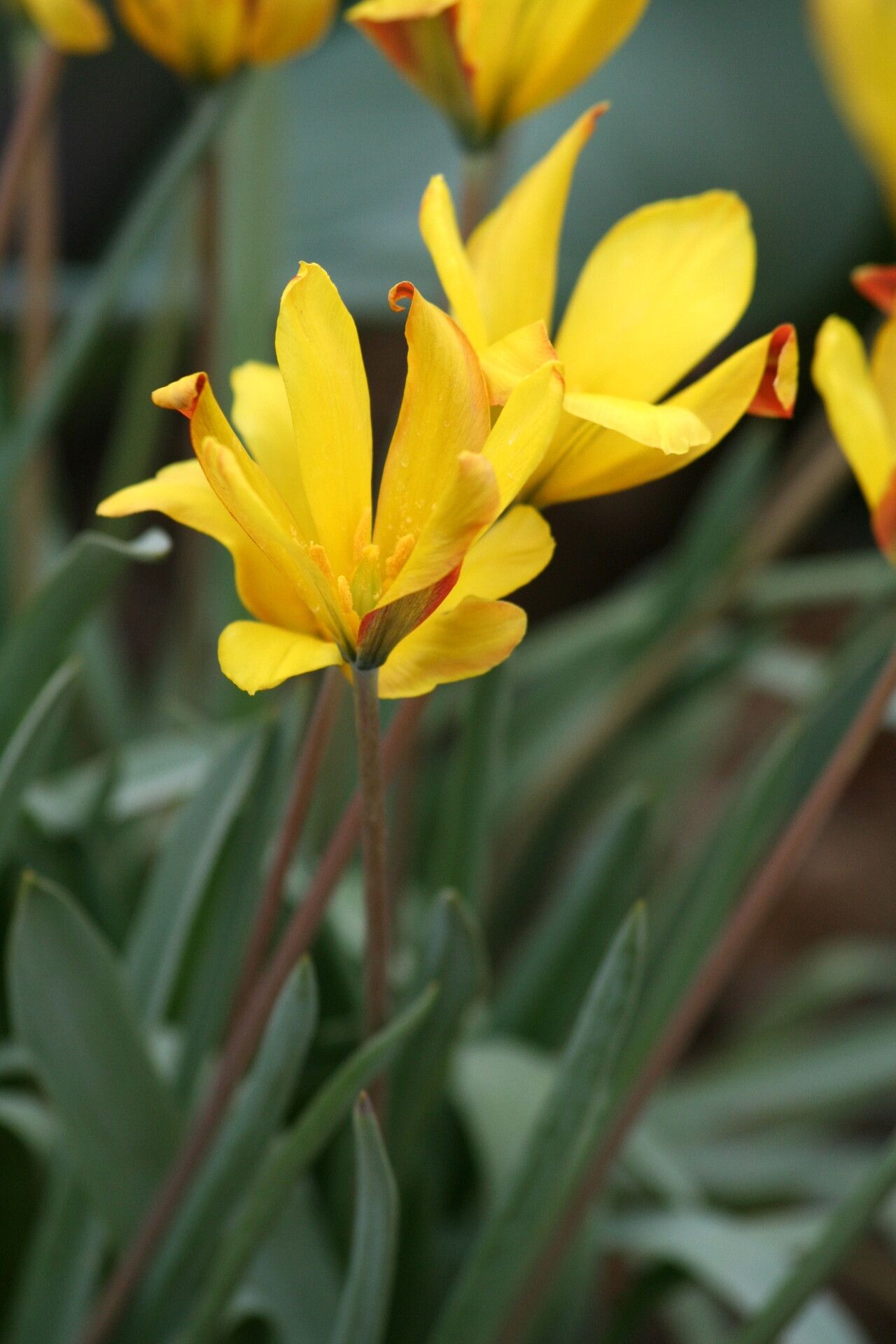 Tulipa iliensis — search result for 'Tulipa'