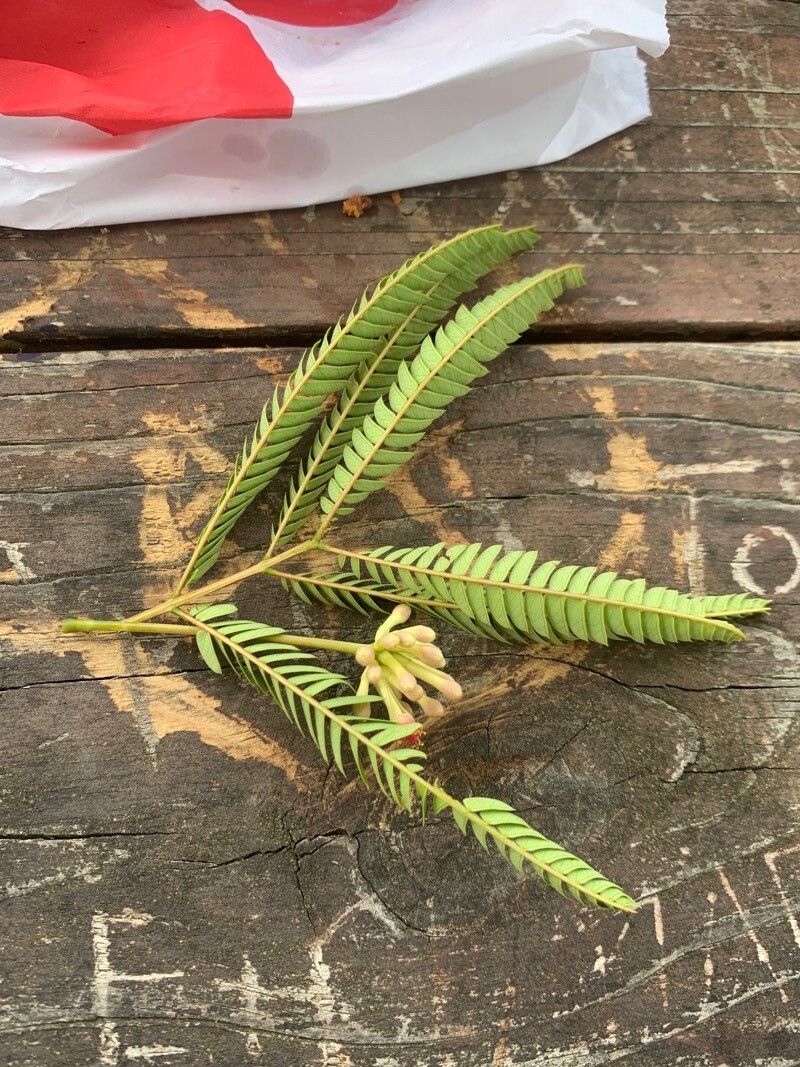 Albizia carbonaria — search result for 'Albizia'