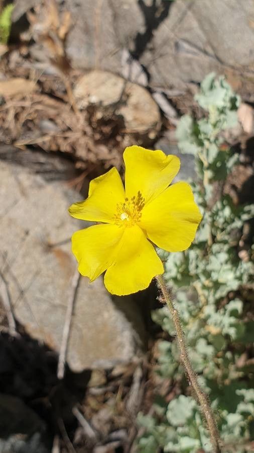 Halimium halimifolium flower