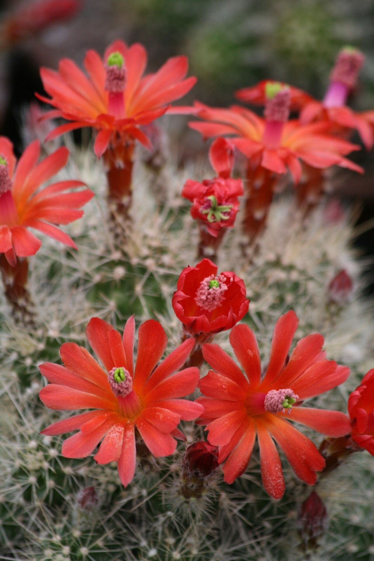 Echinocereus scheeri flower
