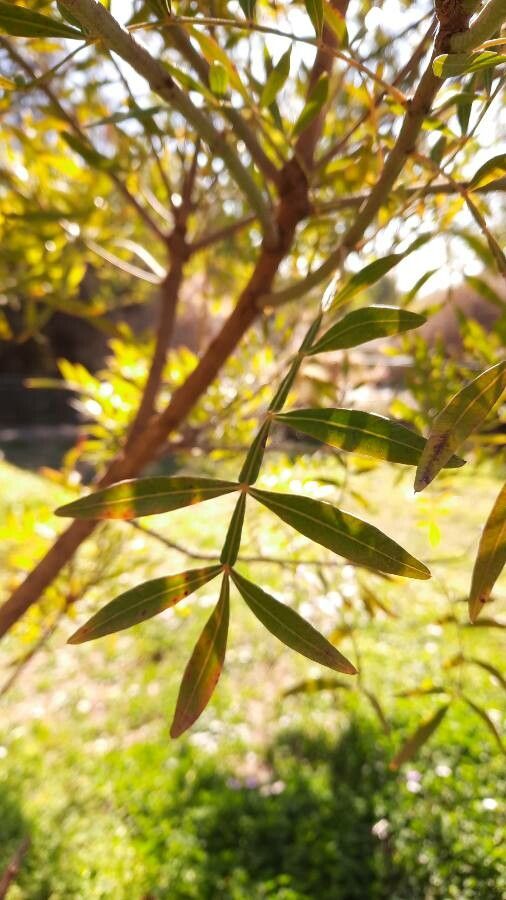 Loxostylis alata — search result for 'Anacardiaceae'