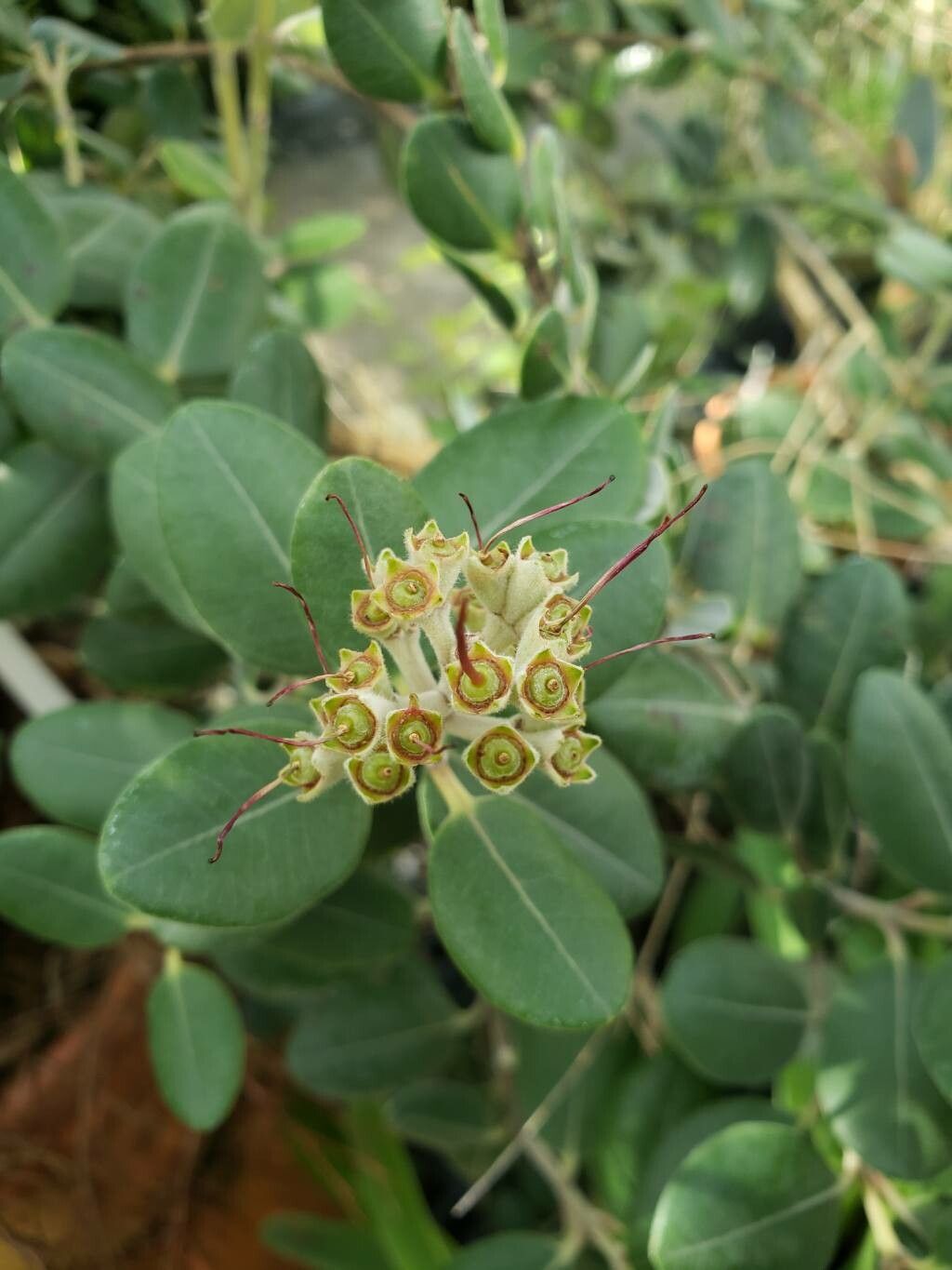 Metrosideros kermadecensis fruit